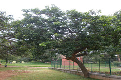 Casimiroa edulis